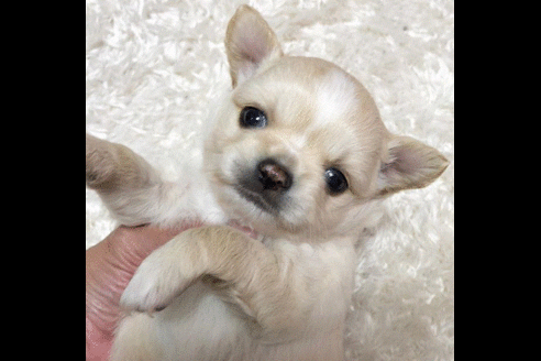 成約済の愛知県のチワワ(ロングコート)-49686の1枚目